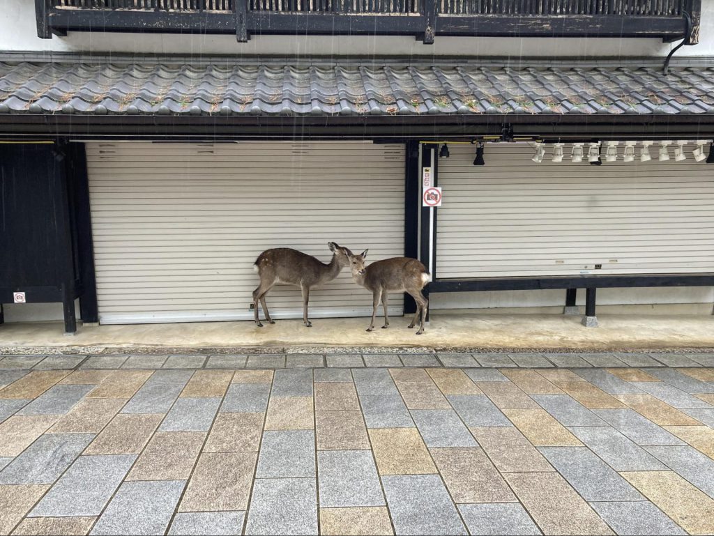 奈良といえばやっぱり鹿さん