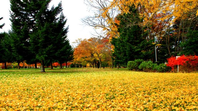 秋に一人旅で行きたい場所3位は北海道
秋の札幌公園