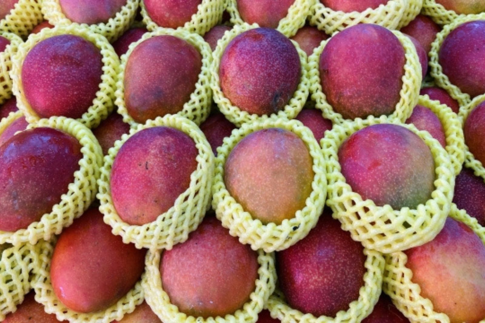 台湾　フルーツ　果物　マンゴー　愛文
