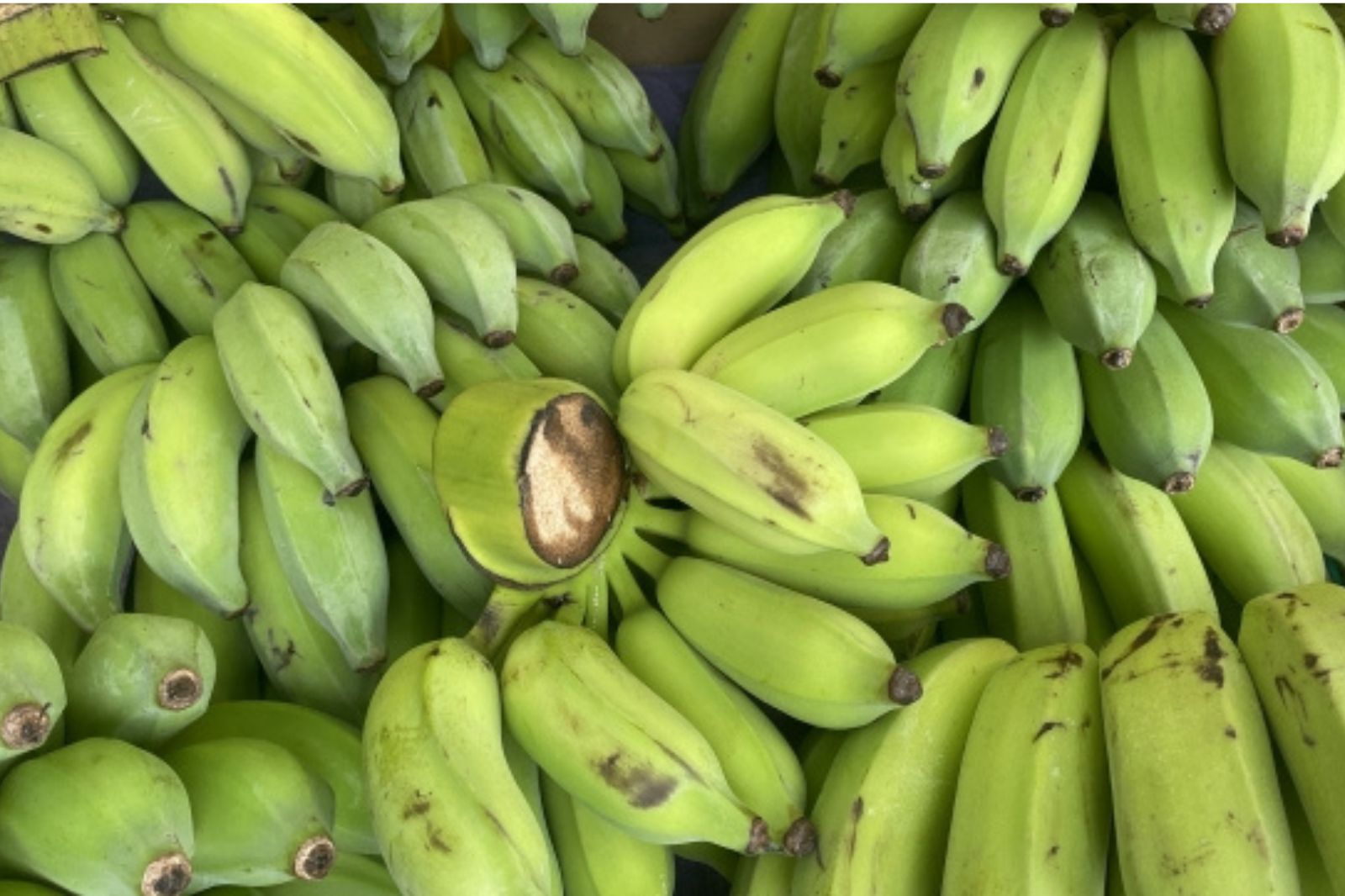 台湾　フルーツ　果物　バナナ　 芭蕉