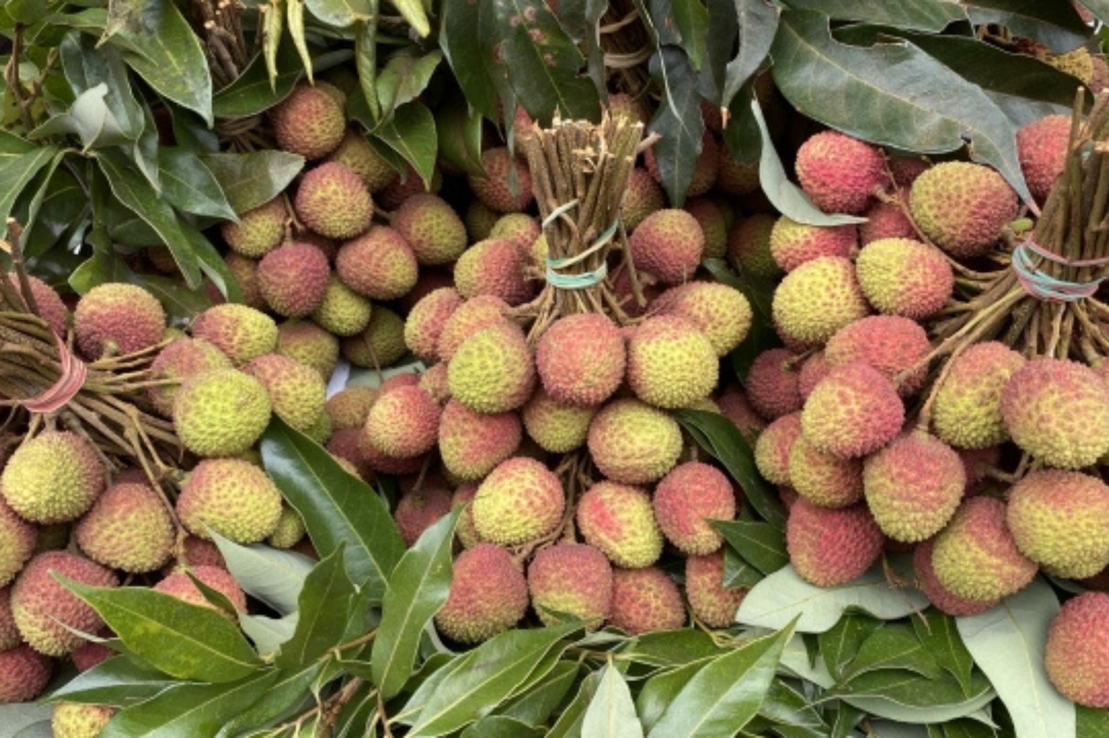 台湾　フルーツ　果物　ライチ