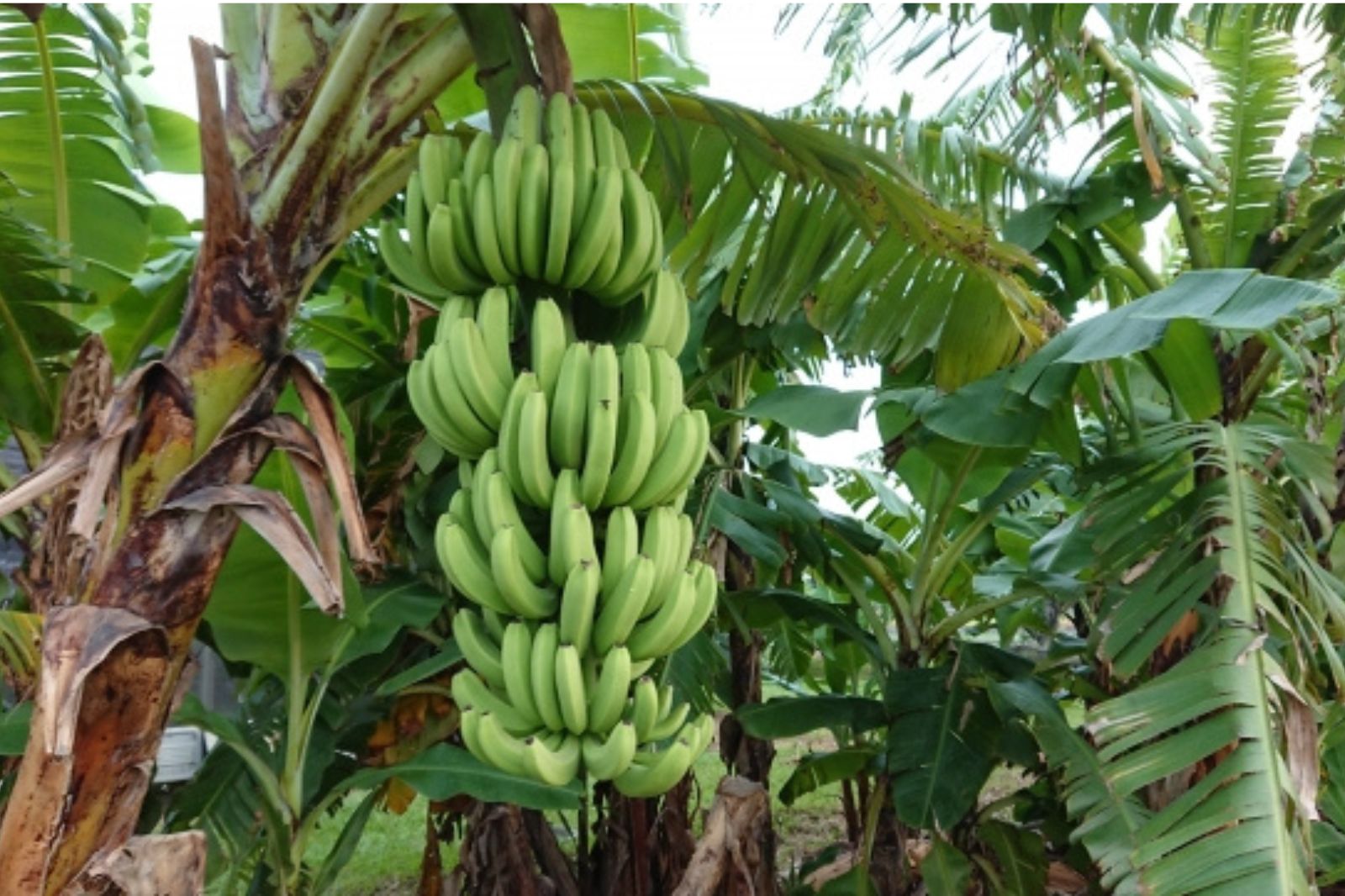 台湾　フルーツ　果物　バナナの木