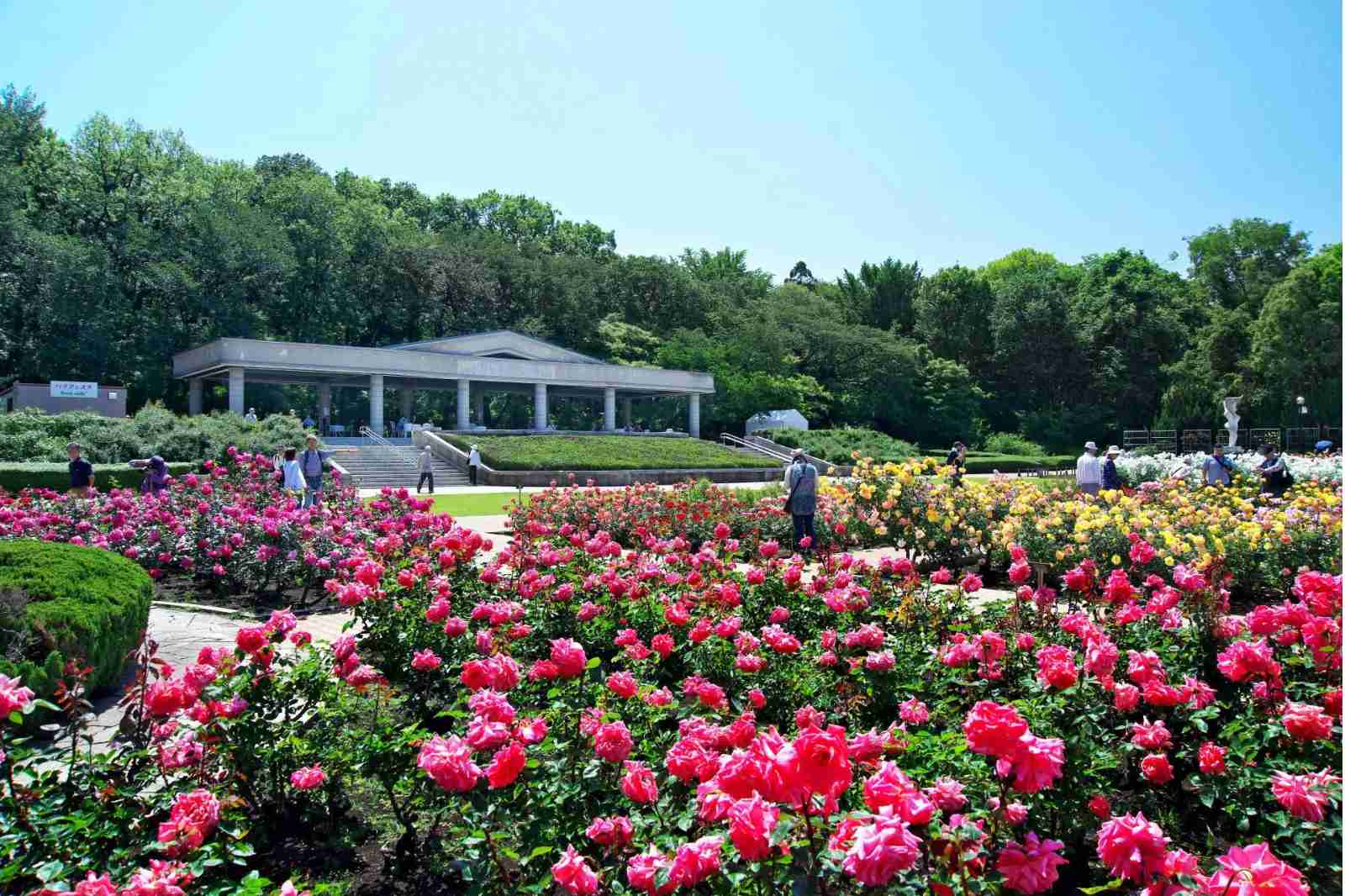神代植物公園、バラ園、バラ、空