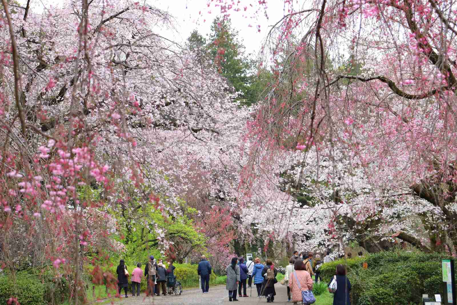 神代植物公園、桜、木、空