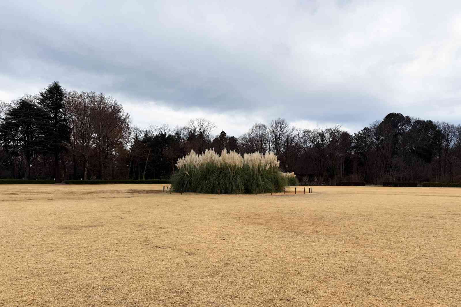 神代植物公園、パンパスグラス、芝生広場、芝生、木