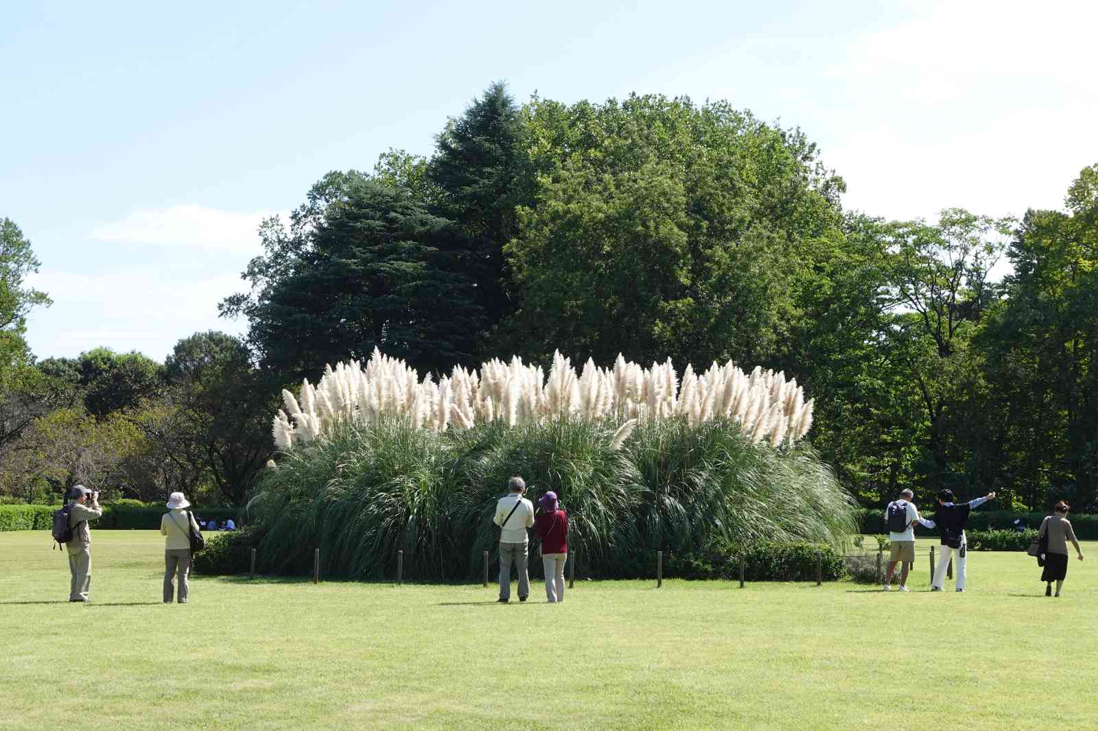 神代植物公園、パンパスグラス、芝生広場、芝生、木