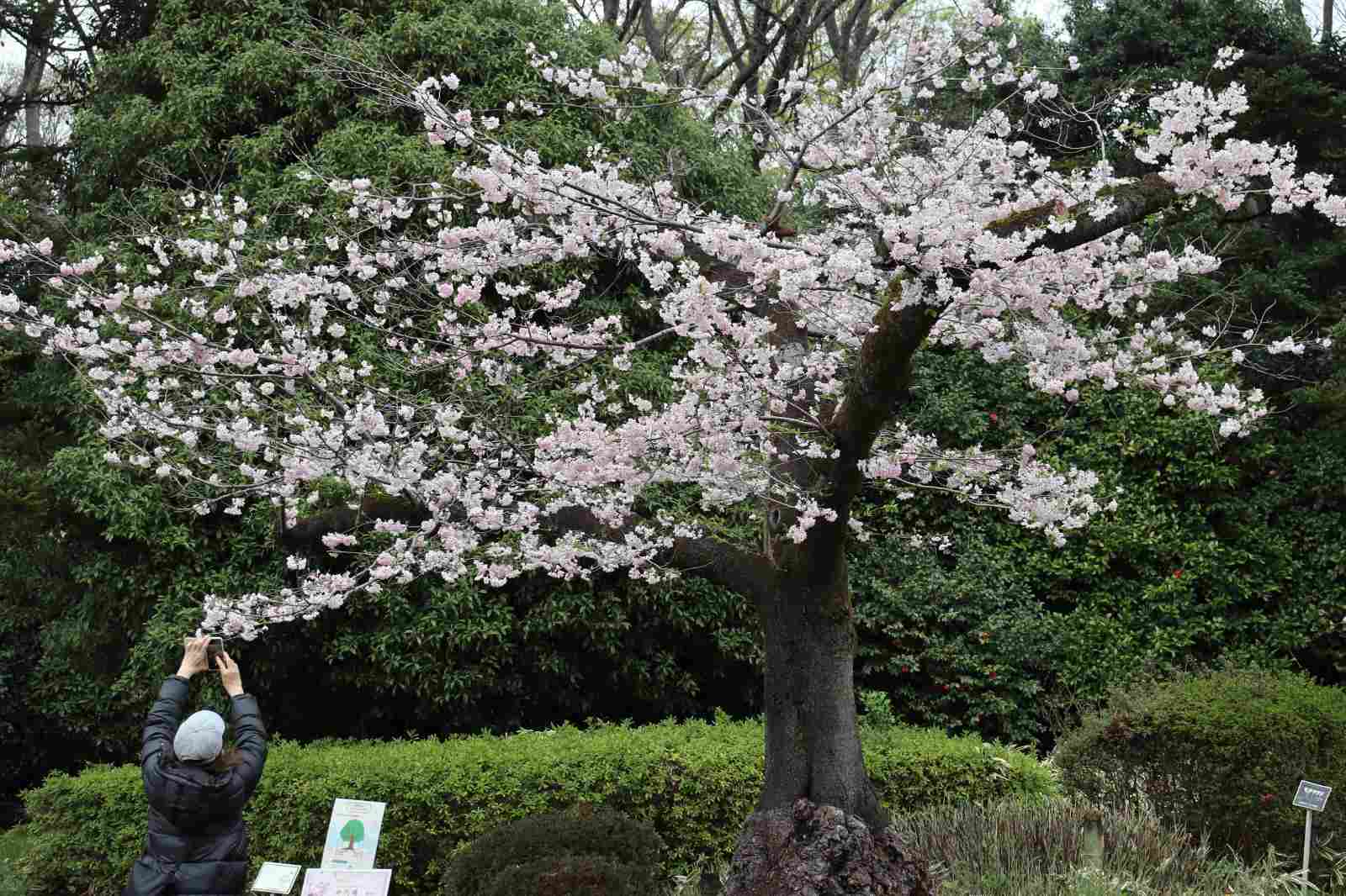 神代植物公園、神代曙、桜、木