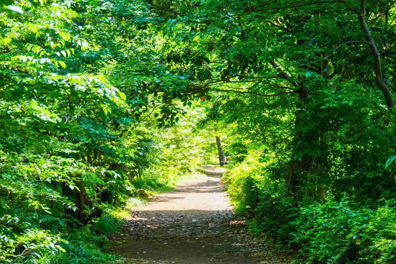 玉川上水　緑道　自然のトンネル