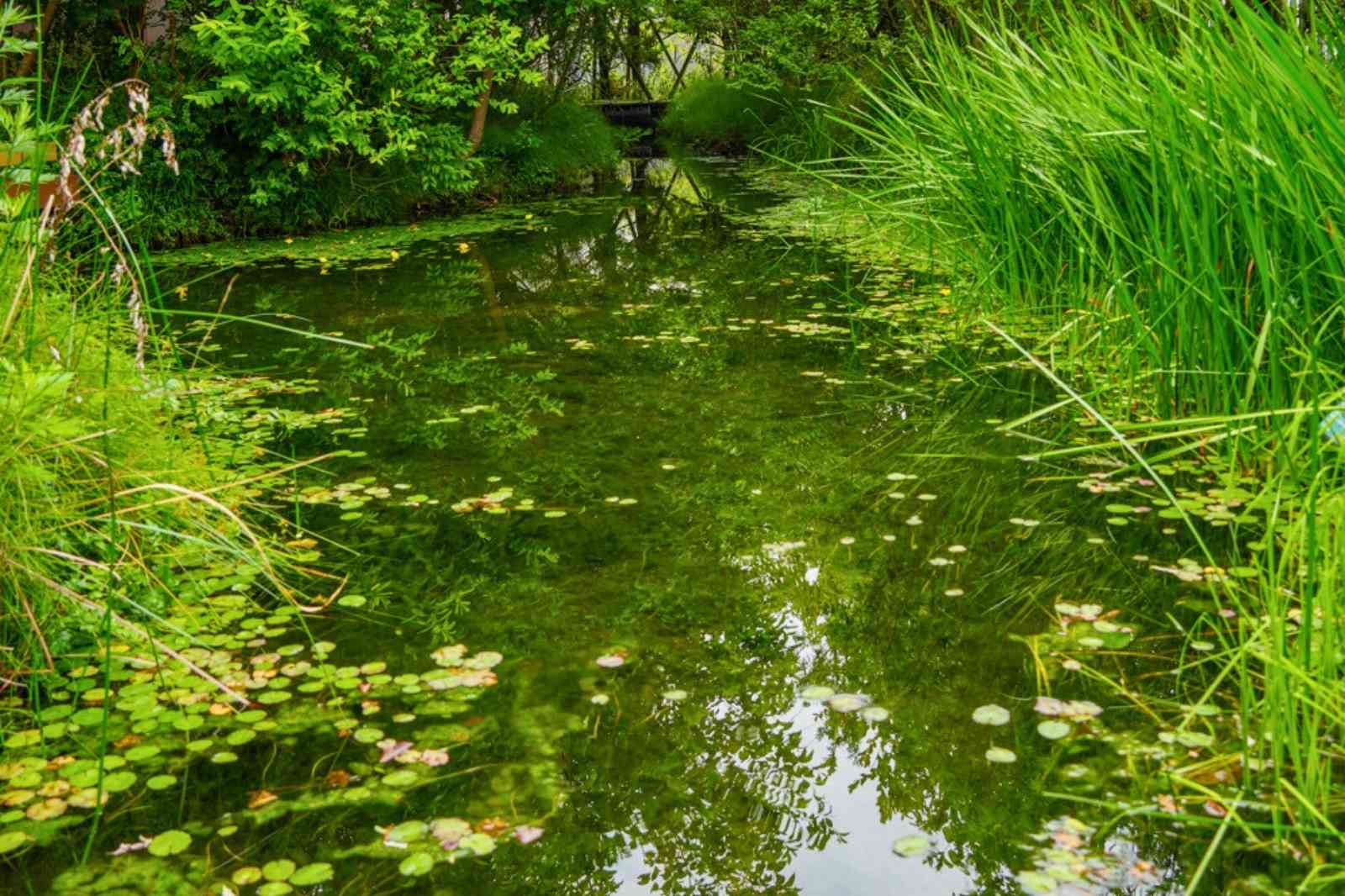 二子玉川ライズ　ルーフガーデン　「めだかの池」