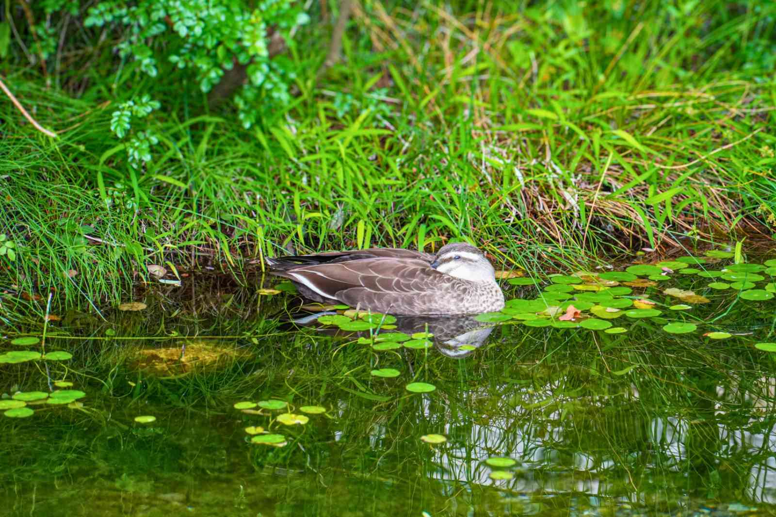 二子玉川ライズ　ルーフガーデン　「めだかの池」　カルガモ