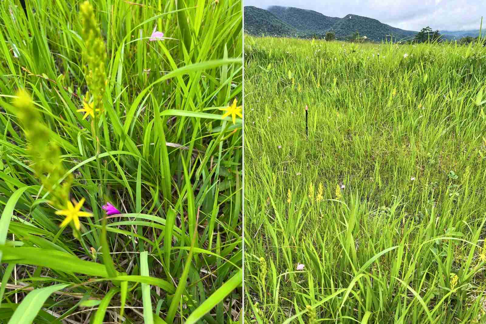 尾瀬　トキソウ