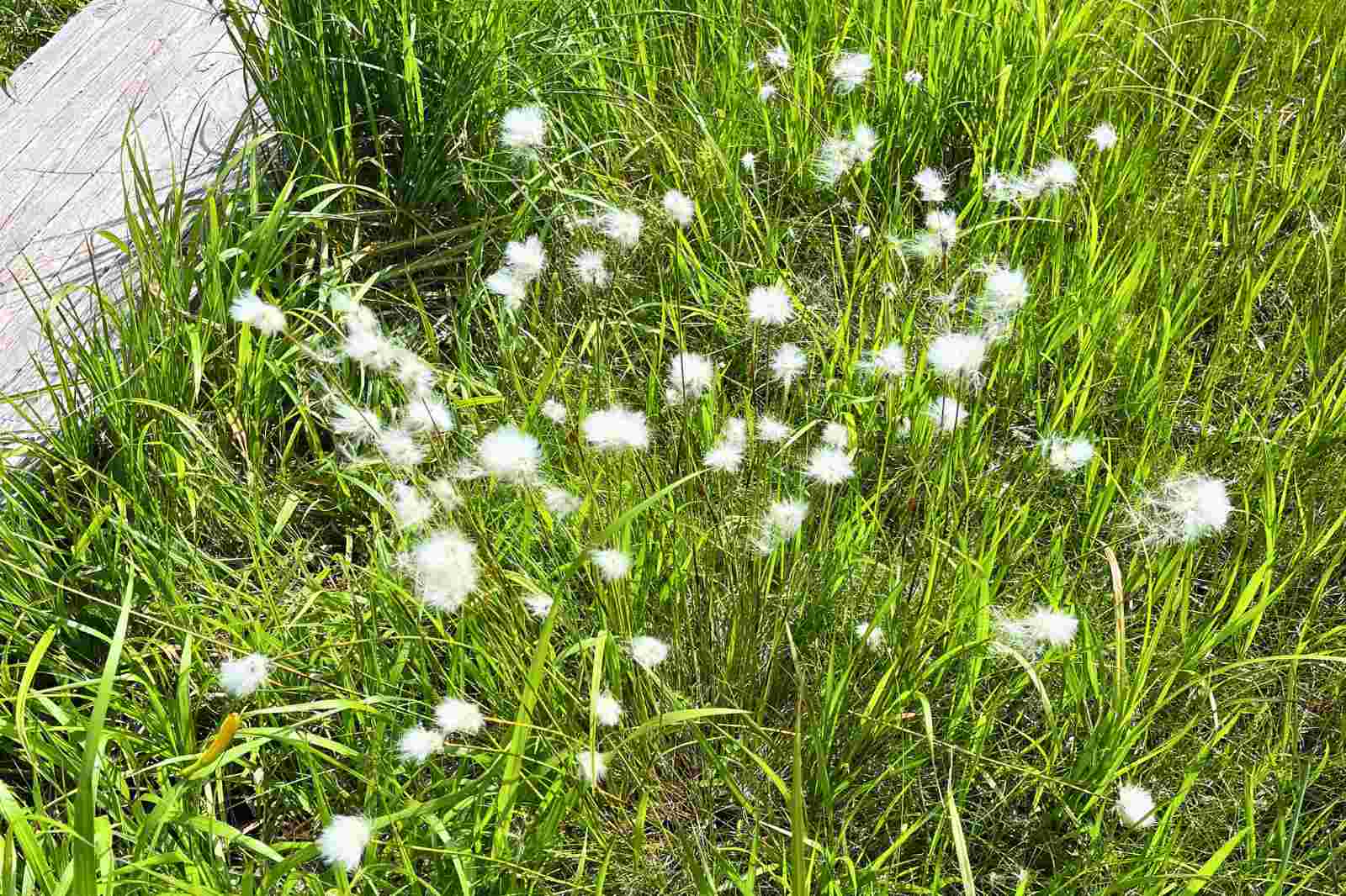 白砂湿原に咲くワタスゲの群生