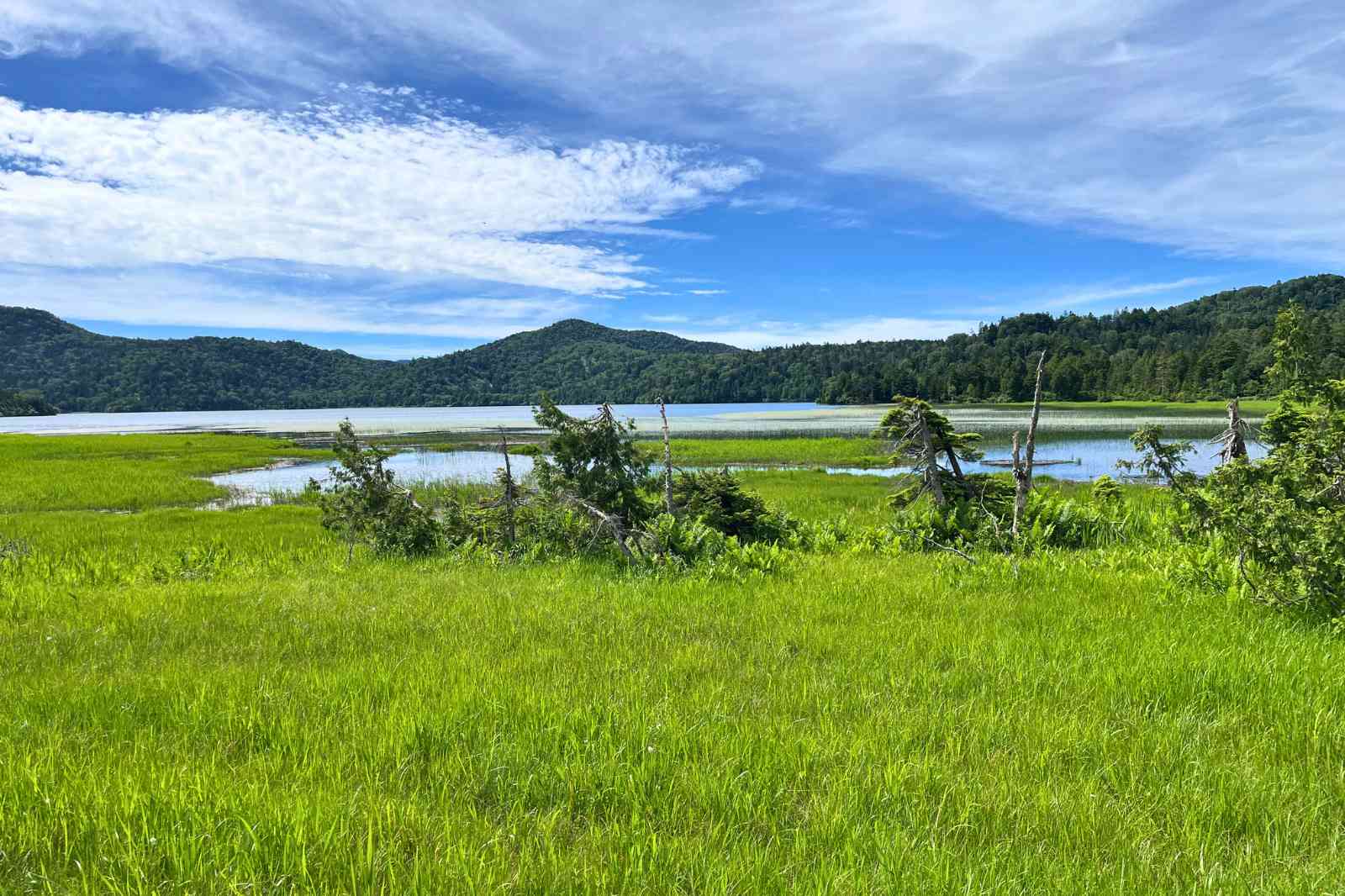 尾瀬沼のほとり