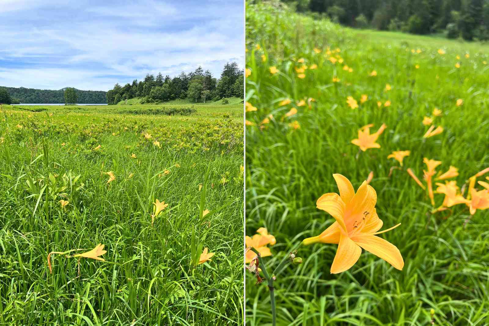 見頃の日光キスゲの群生