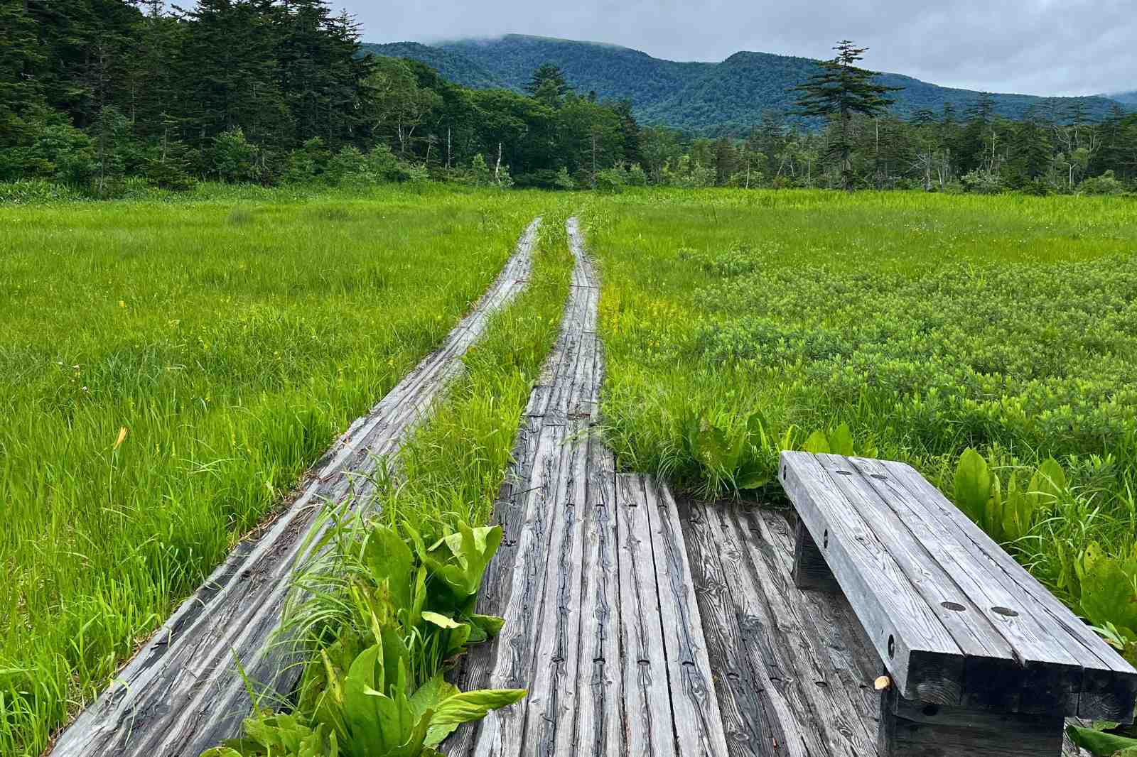 尾瀬　木道　ベンチ