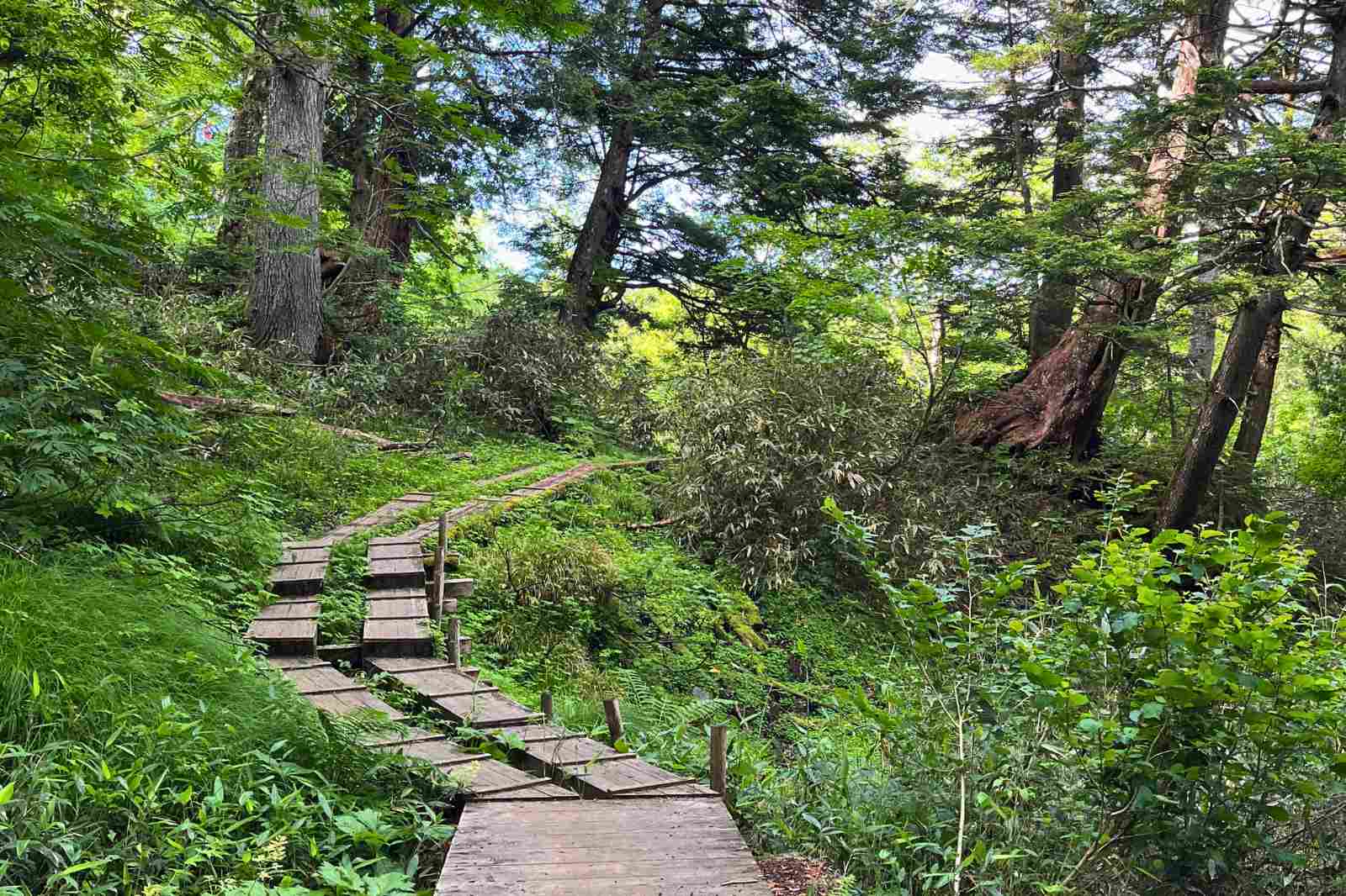 ハイキングコース　散策路
