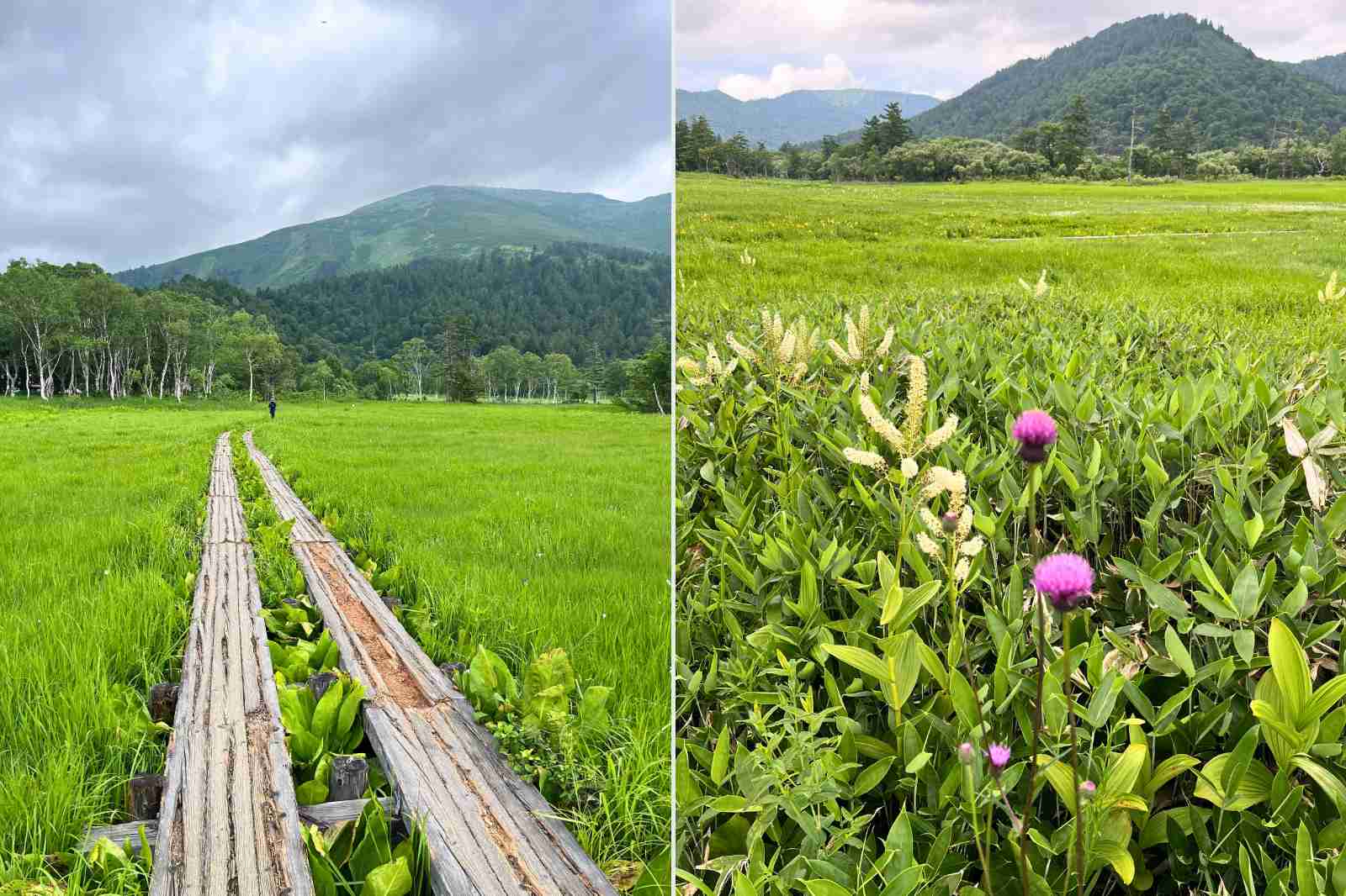 尾瀬ヶ原　木道散策　小さい花 あざみ