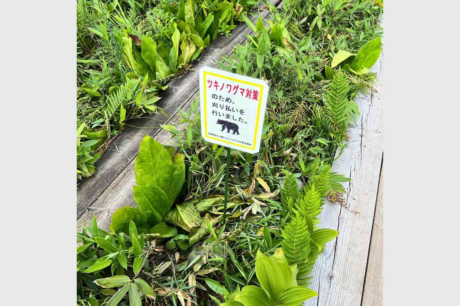 尾瀬ヶ原　木道散策　水芭蕉