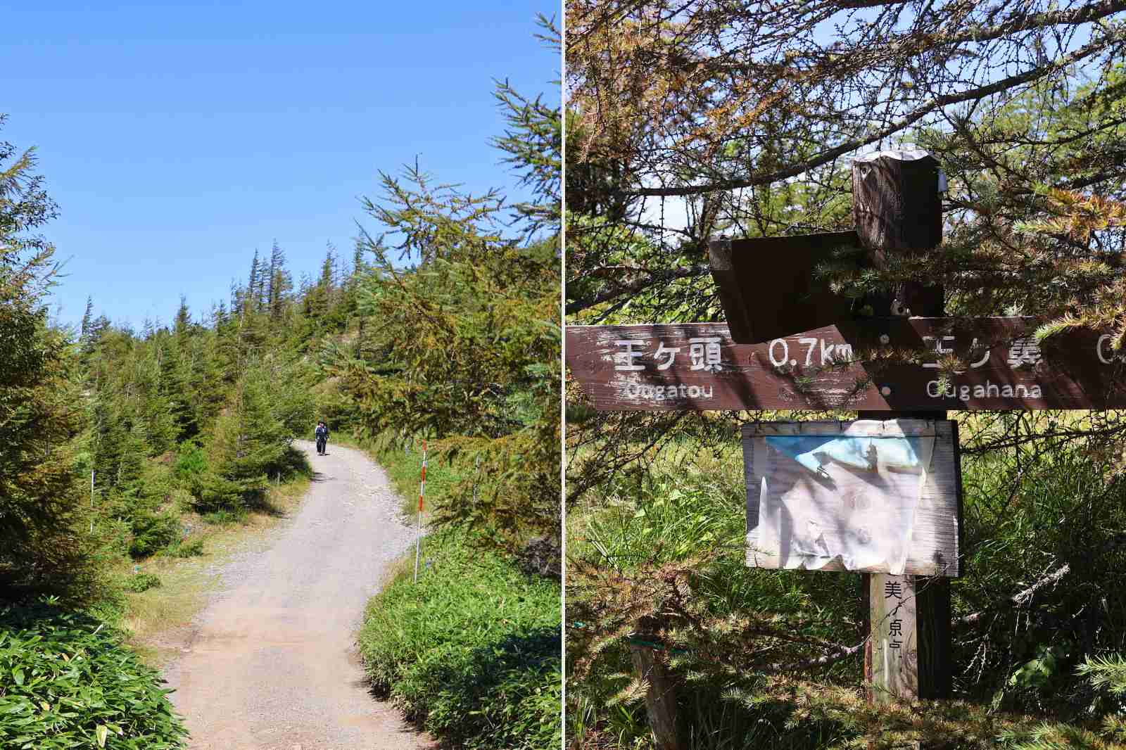 王ヶ頭　王ヶ鼻　分岐点