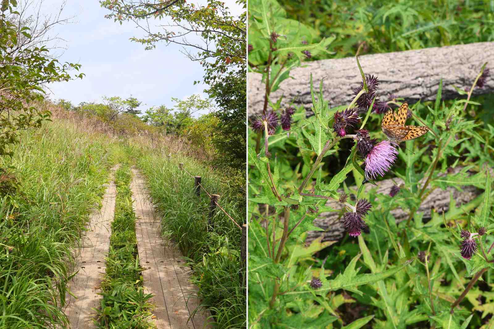 八島湿原　散策路