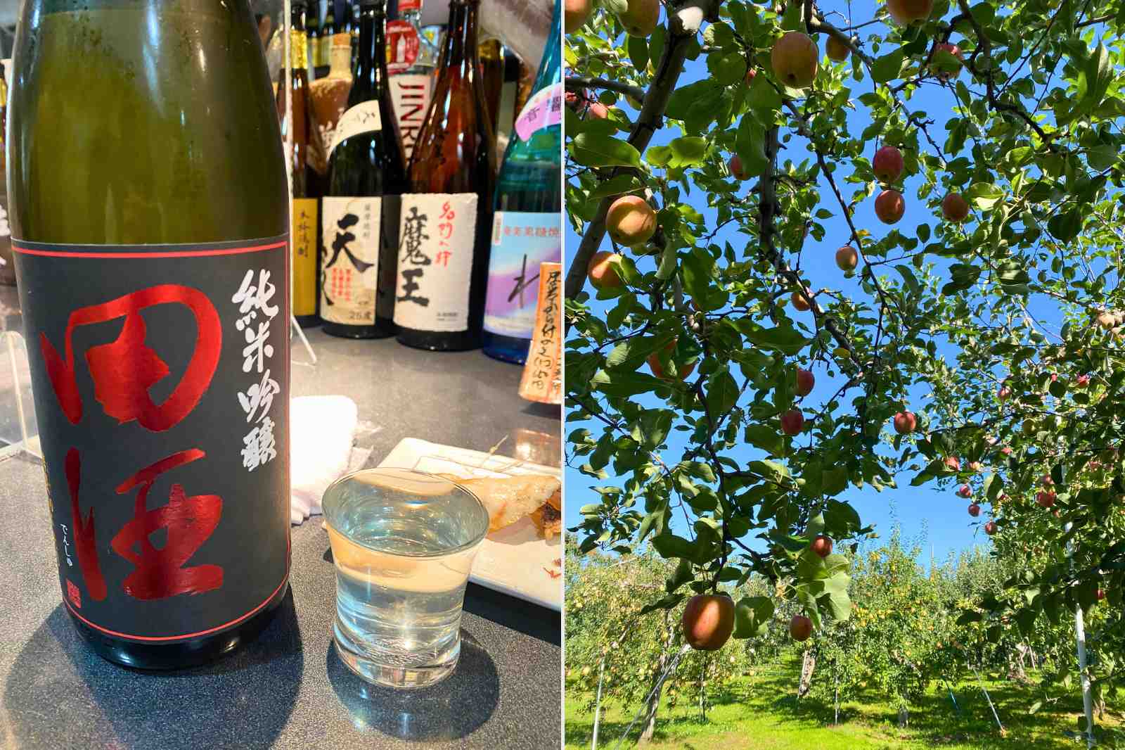 青森県　地酒　田酒　リンゴ狩り