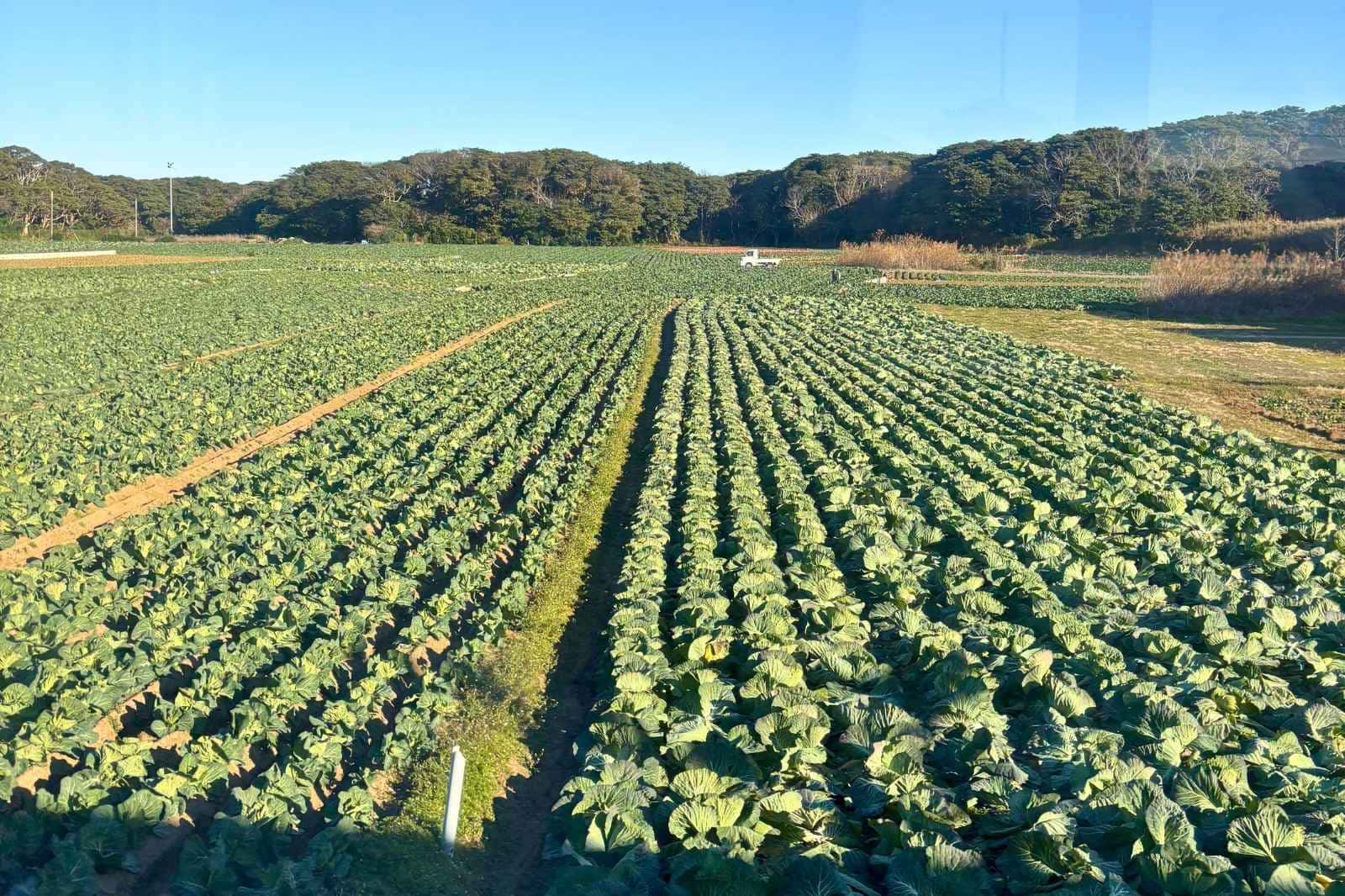 銚子電鉄の車窓からの景色。1月は一面のキャベツ畑