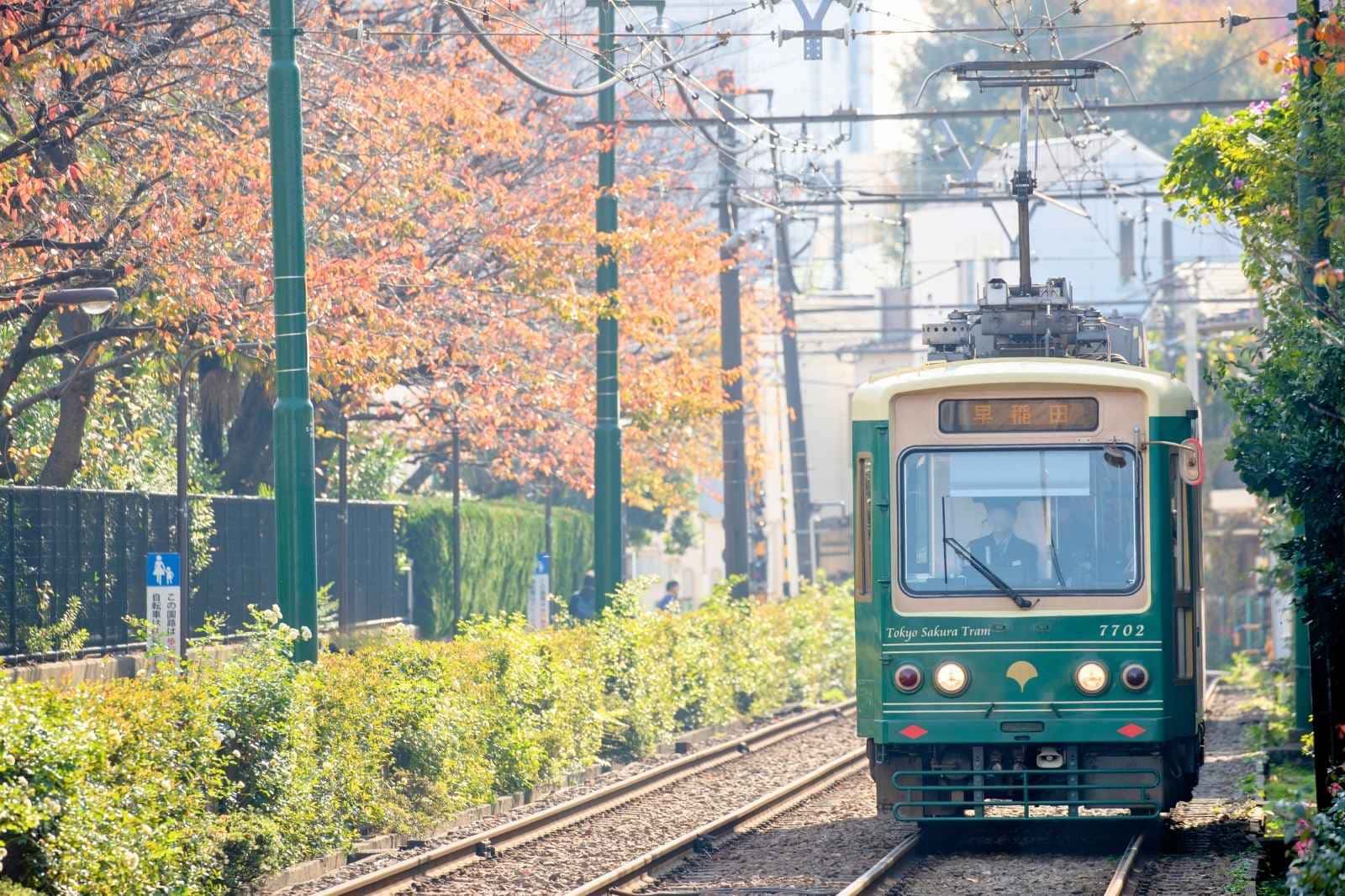 紅葉した木々の間を走る都電荒川線。秋の沿線風景